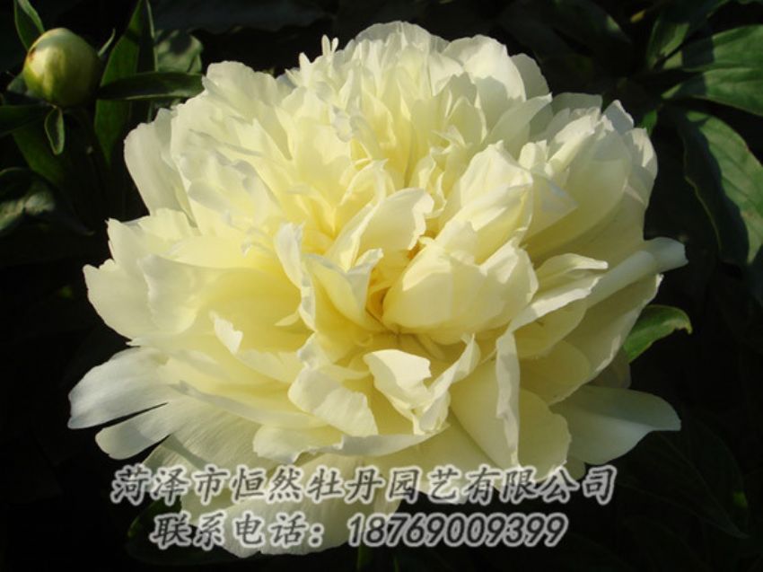 點(diǎn)擊查看詳細(xì)信息<br>標(biāo)題：黃色牡丹 閱讀次數(shù)：1102
