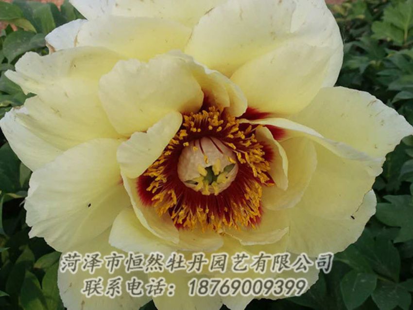 點(diǎn)擊查看詳細(xì)信息<br>標(biāo)題：黃色牡丹 閱讀次數(shù)：1209