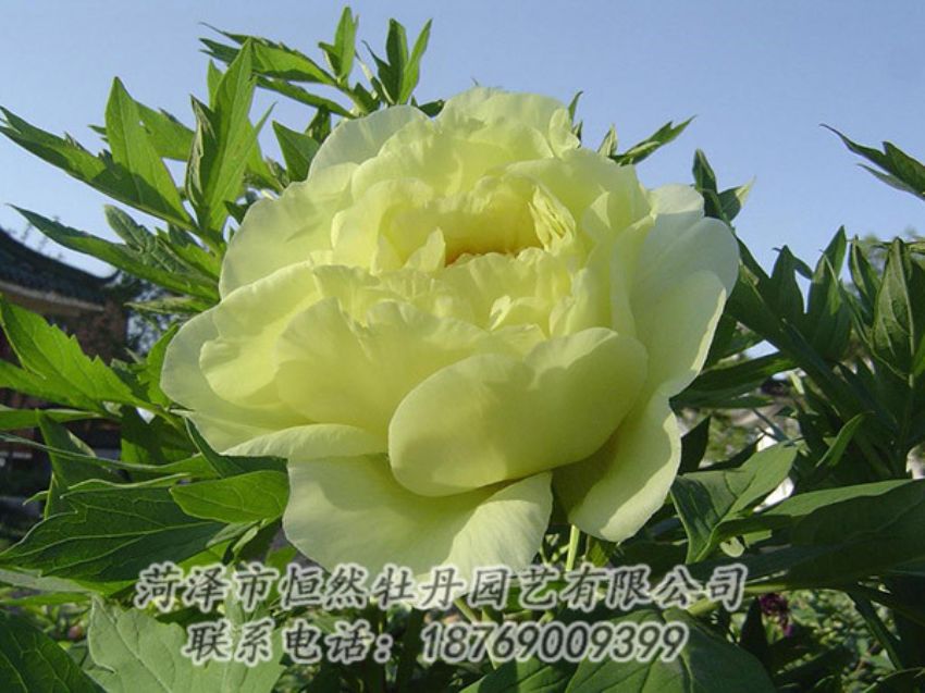 點(diǎn)擊查看詳細(xì)信息<br>標(biāo)題：黃色牡丹 閱讀次數(shù)：1167
