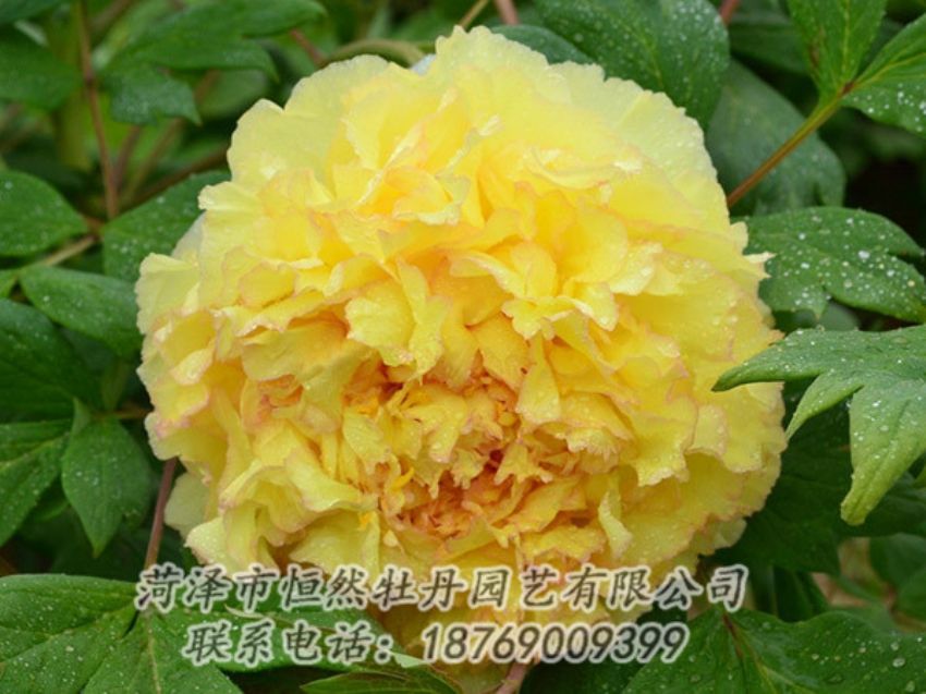 點(diǎn)擊查看詳細(xì)信息<br>標(biāo)題：黃色牡丹 閱讀次數(shù)：1186