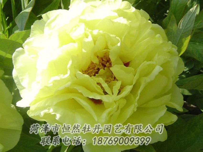 點(diǎn)擊查看詳細(xì)信息<br>標(biāo)題：黃色牡丹 閱讀次數(shù)：1154