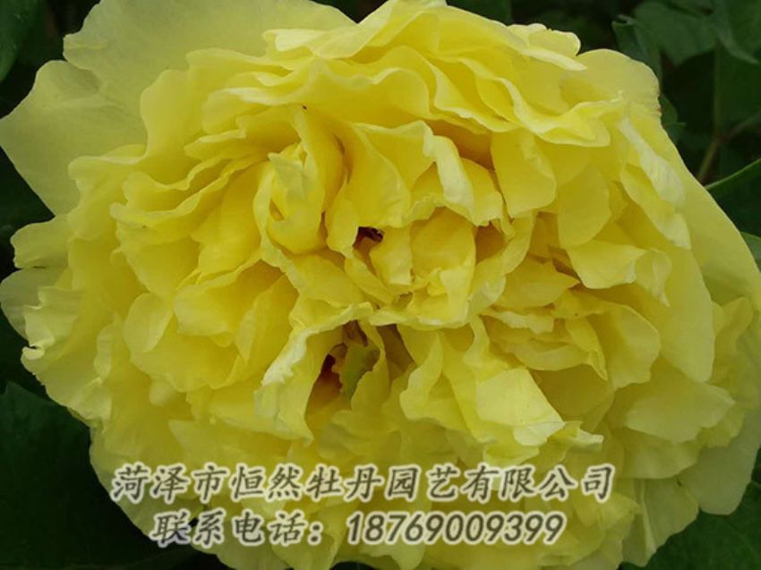 點(diǎn)擊查看詳細(xì)信息<br>標(biāo)題：黃色牡丹 閱讀次數(shù)：1100