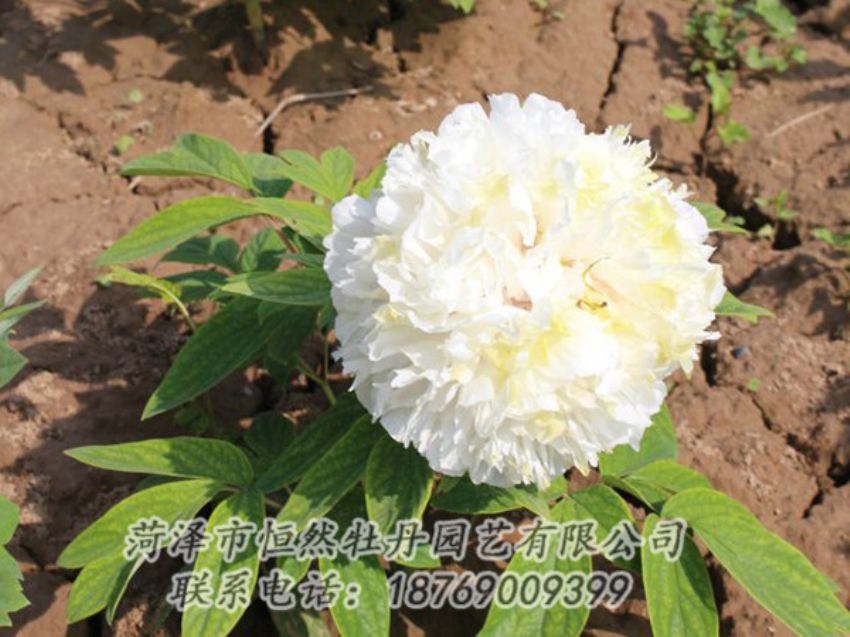 點(diǎn)擊查看詳細(xì)信息<br>標(biāo)題：白色牡丹 閱讀次數(shù)：1226