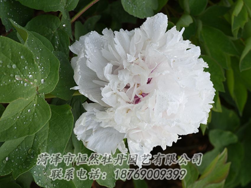 點(diǎn)擊查看詳細(xì)信息<br>標(biāo)題：白色牡丹 閱讀次數(shù)：1192