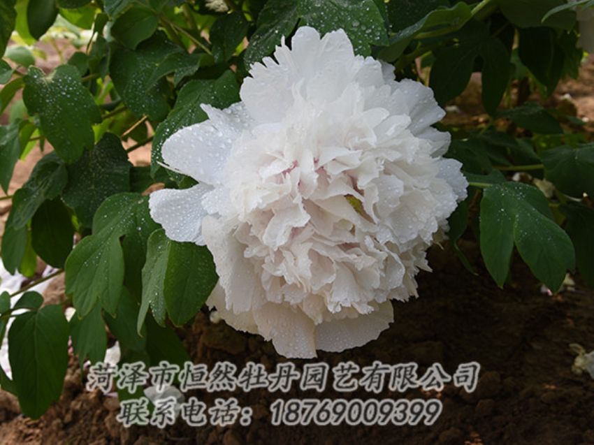 點(diǎn)擊查看詳細(xì)信息<br>標(biāo)題：白色牡丹 閱讀次數(shù)：1173