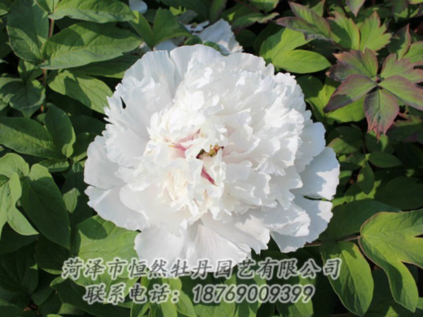 點(diǎn)擊查看詳細(xì)信息<br>標(biāo)題：白色牡丹 閱讀次數(shù)：1325
