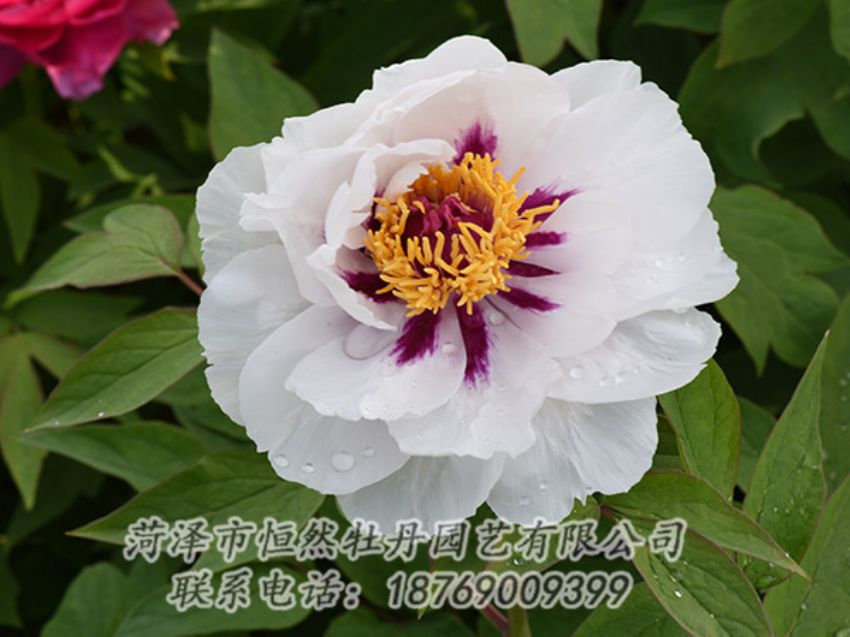 點(diǎn)擊查看詳細(xì)信息<br>標(biāo)題：白色牡丹 閱讀次數(shù)：1228