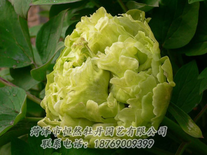 點擊查看詳細信息<br>標題：綠色牡丹 閱讀次數(shù)：1273