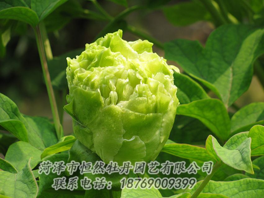 點擊查看詳細信息<br>標題：綠色牡丹 閱讀次數(shù)：1309