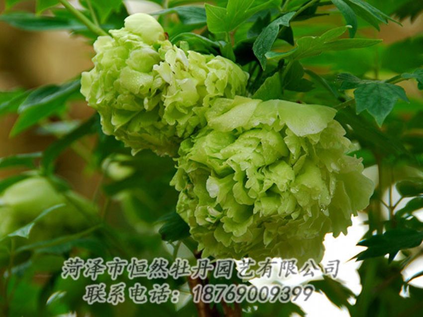 點擊查看詳細信息<br>標題：綠色牡丹 閱讀次數(shù)：1289