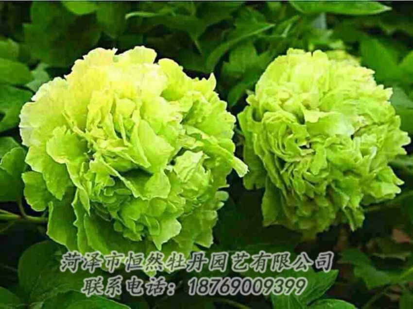 點擊查看詳細信息<br>標題：綠色牡丹 閱讀次數(shù)：1389