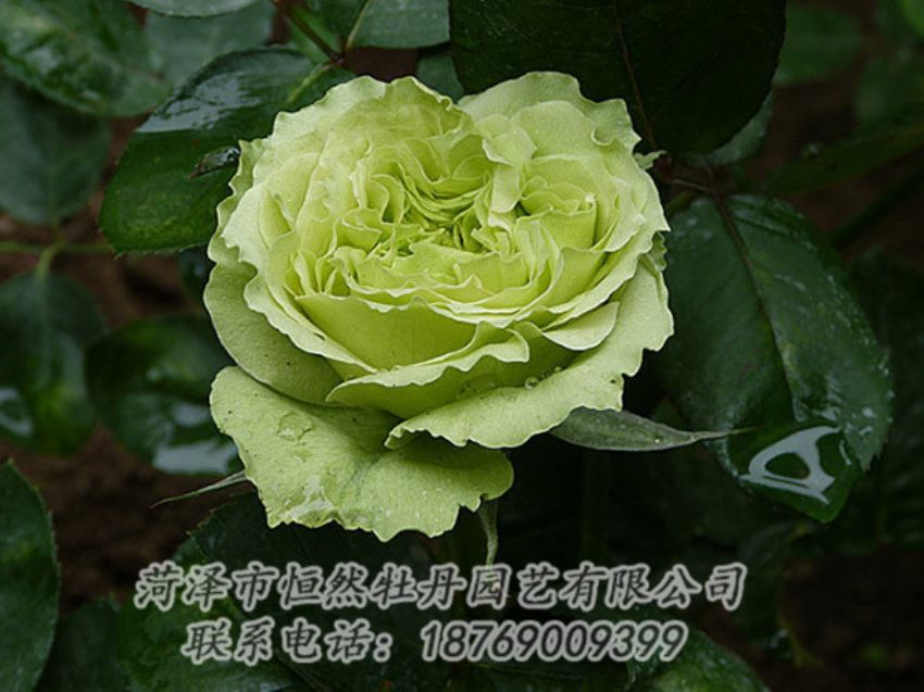 點擊查看詳細信息<br>標題：綠色牡丹 閱讀次數(shù)：1305