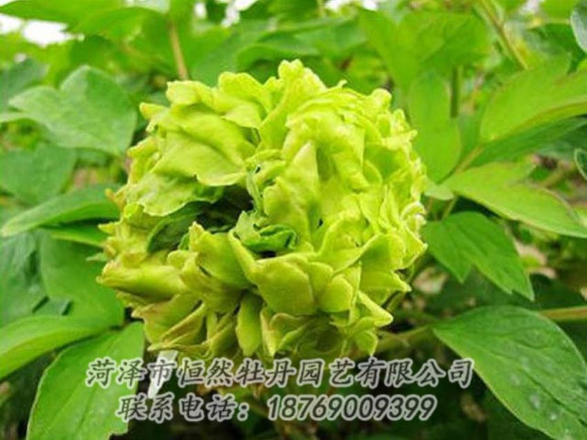 點擊查看詳細信息<br>標題：綠色牡丹 閱讀次數(shù)：1314