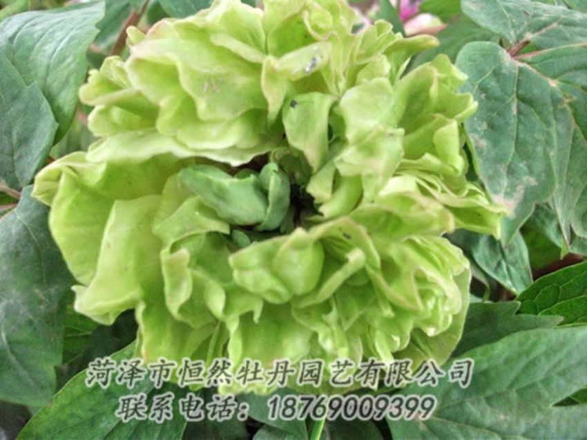 點擊查看詳細信息<br>標題：綠色牡丹 閱讀次數(shù)：1392