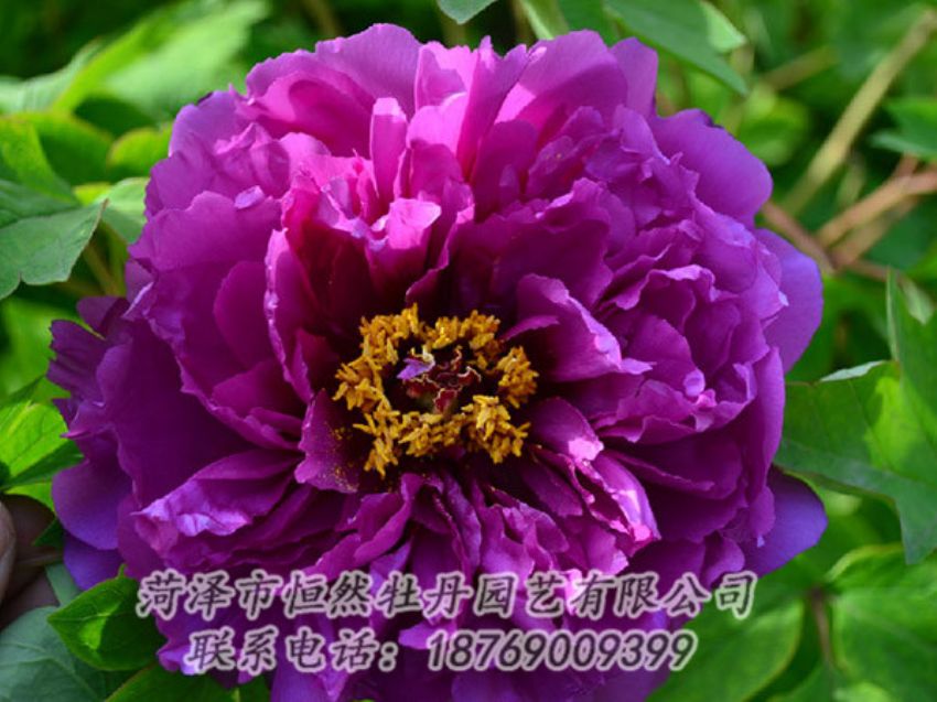 點(diǎn)擊查看詳細(xì)信息<br>標(biāo)題：紫色牡丹 閱讀次數(shù)：1477