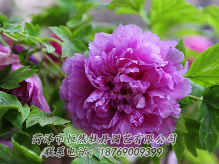 點(diǎn)擊查看詳細(xì)信息<br>標(biāo)題：紫色牡丹 閱讀次數(shù)：1426