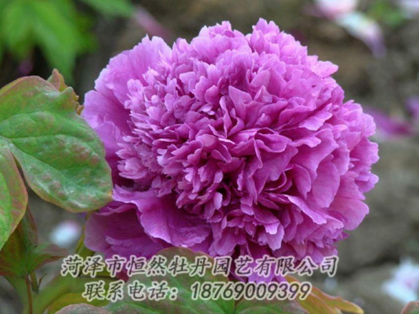 點(diǎn)擊查看詳細(xì)信息<br>標(biāo)題：紫色牡丹 閱讀次數(shù)：1837