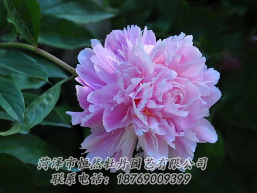點(diǎn)擊查看詳細(xì)信息<br>標(biāo)題：紫色牡丹 閱讀次數(shù)：1851