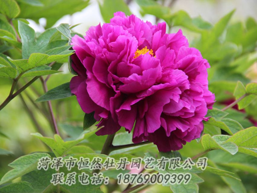 點(diǎn)擊查看詳細(xì)信息<br>標(biāo)題：紫色牡丹 閱讀次數(shù)：1919