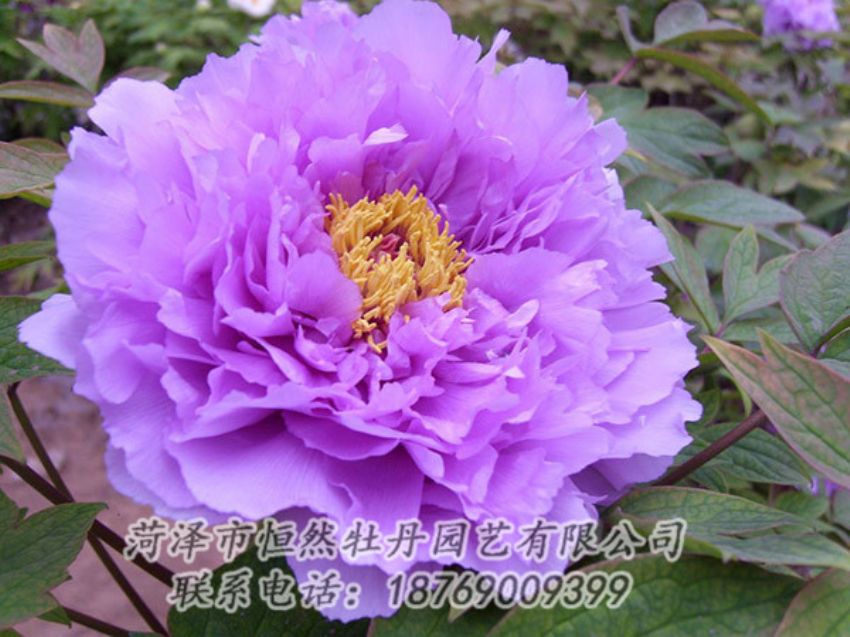 點(diǎn)擊查看詳細(xì)信息<br>標(biāo)題：紫色牡丹 閱讀次數(shù)：1929