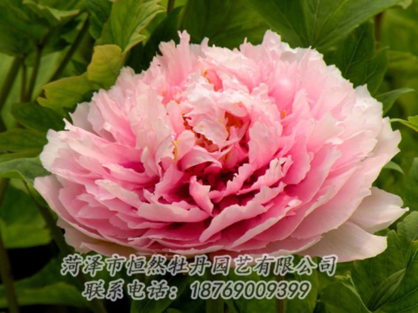 點擊查看詳細(xì)信息<br>標(biāo)題：粉色牡丹 閱讀次數(shù)：2008
