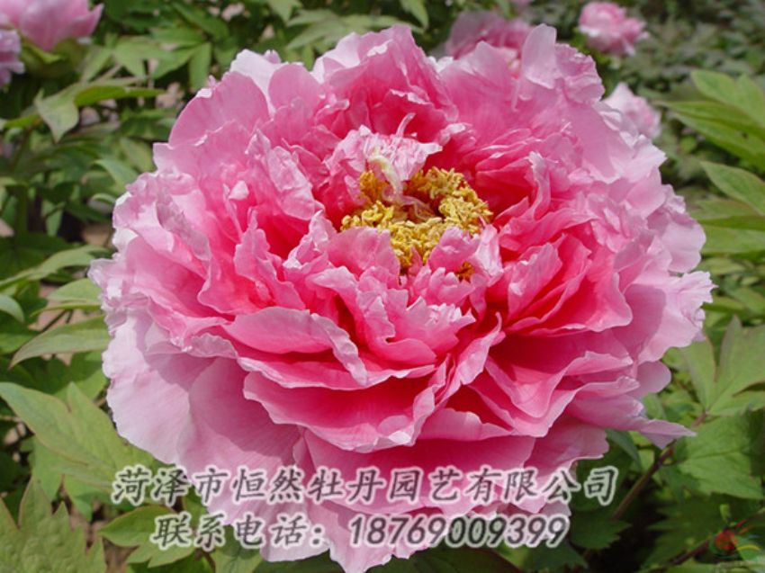 點擊查看詳細(xì)信息<br>標(biāo)題：粉色牡丹 閱讀次數(shù)：1979