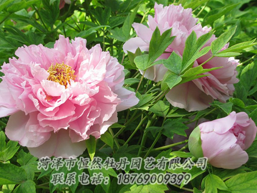 點(diǎn)擊查看詳細(xì)信息<br>標(biāo)題：粉色牡丹 閱讀次數(shù)：1885