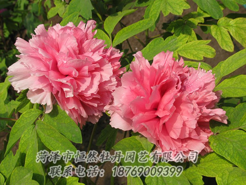 點(diǎn)擊查看詳細(xì)信息<br>標(biāo)題：粉色牡丹 閱讀次數(shù)：1849