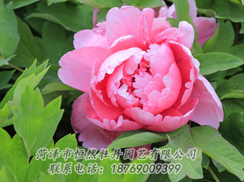 點(diǎn)擊查看詳細(xì)信息<br>標(biāo)題：粉色牡丹 閱讀次數(shù)：1806