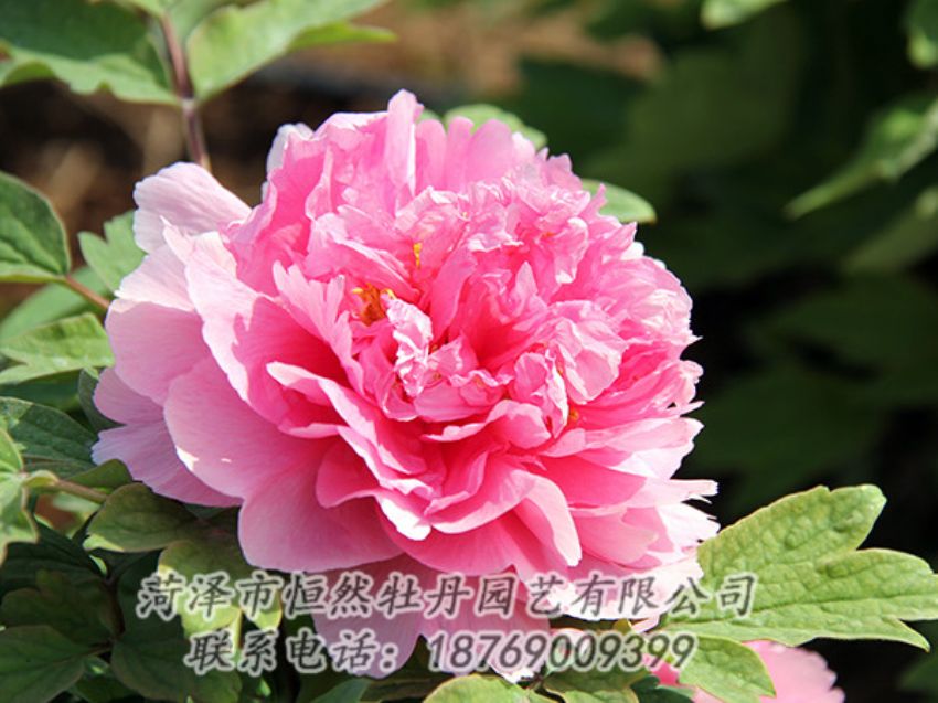 點(diǎn)擊查看詳細(xì)信息<br>標(biāo)題：粉色牡丹 閱讀次數(shù)：1838