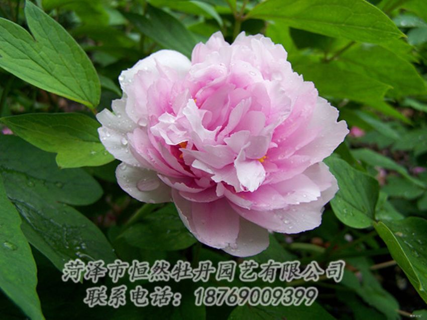 點(diǎn)擊查看詳細(xì)信息<br>標(biāo)題：粉色牡丹 閱讀次數(shù)：1961