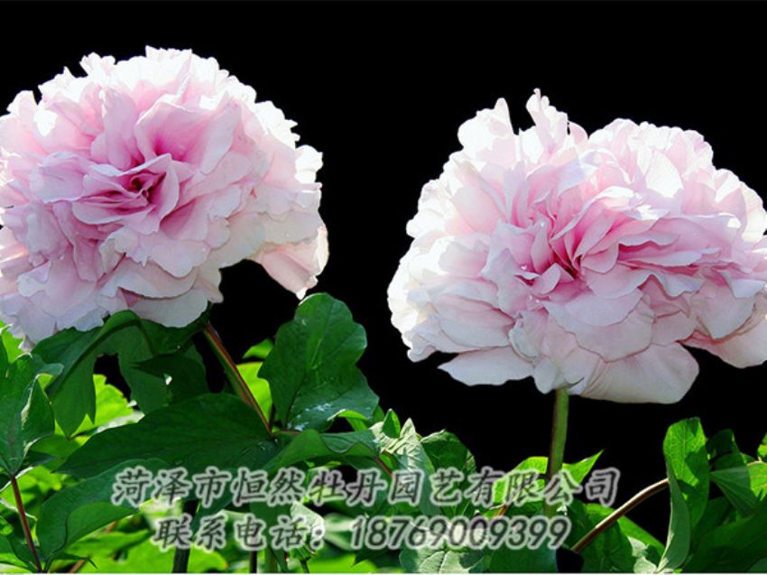 點(diǎn)擊查看詳細(xì)信息<br>標(biāo)題：粉色牡丹 閱讀次數(shù)：1887