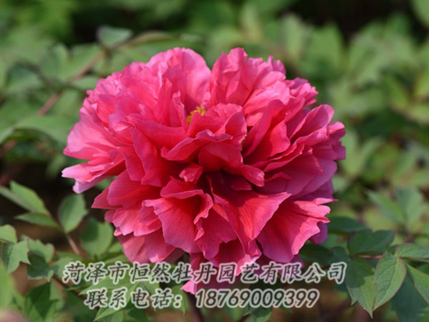 點(diǎn)擊查看詳細(xì)信息<br>標(biāo)題：紅色牡丹 閱讀次數(shù)：1948