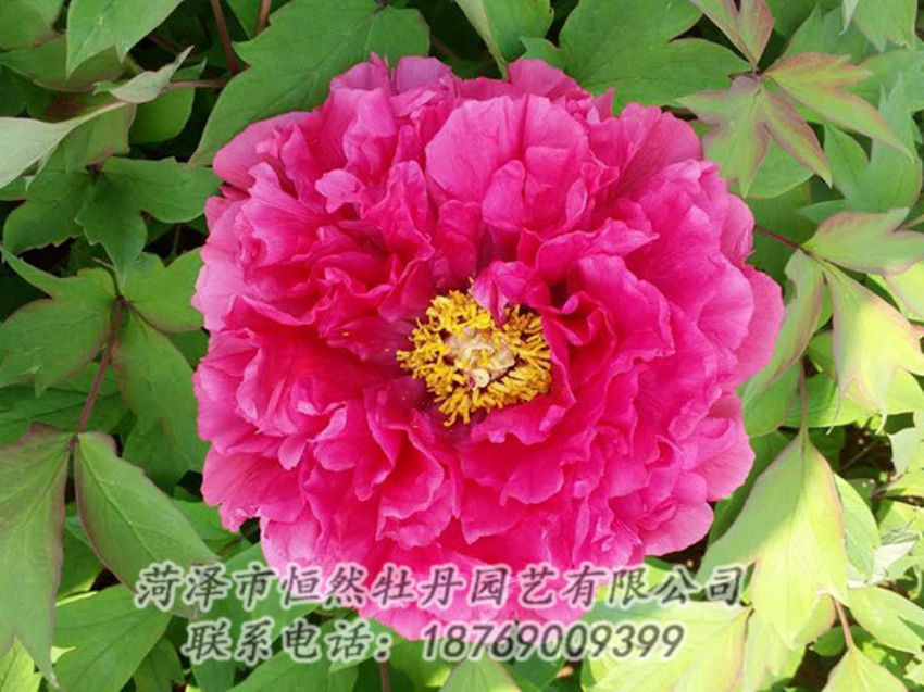 點(diǎn)擊查看詳細(xì)信息<br>標(biāo)題：紅色牡丹 閱讀次數(shù)：2063