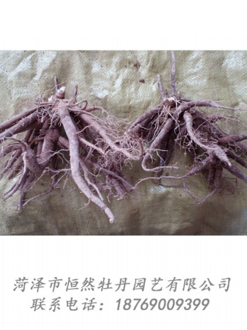 點(diǎn)擊查看詳細(xì)信息<br>標(biāo)題：二年芍藥苗 閱讀次數(shù)：2049