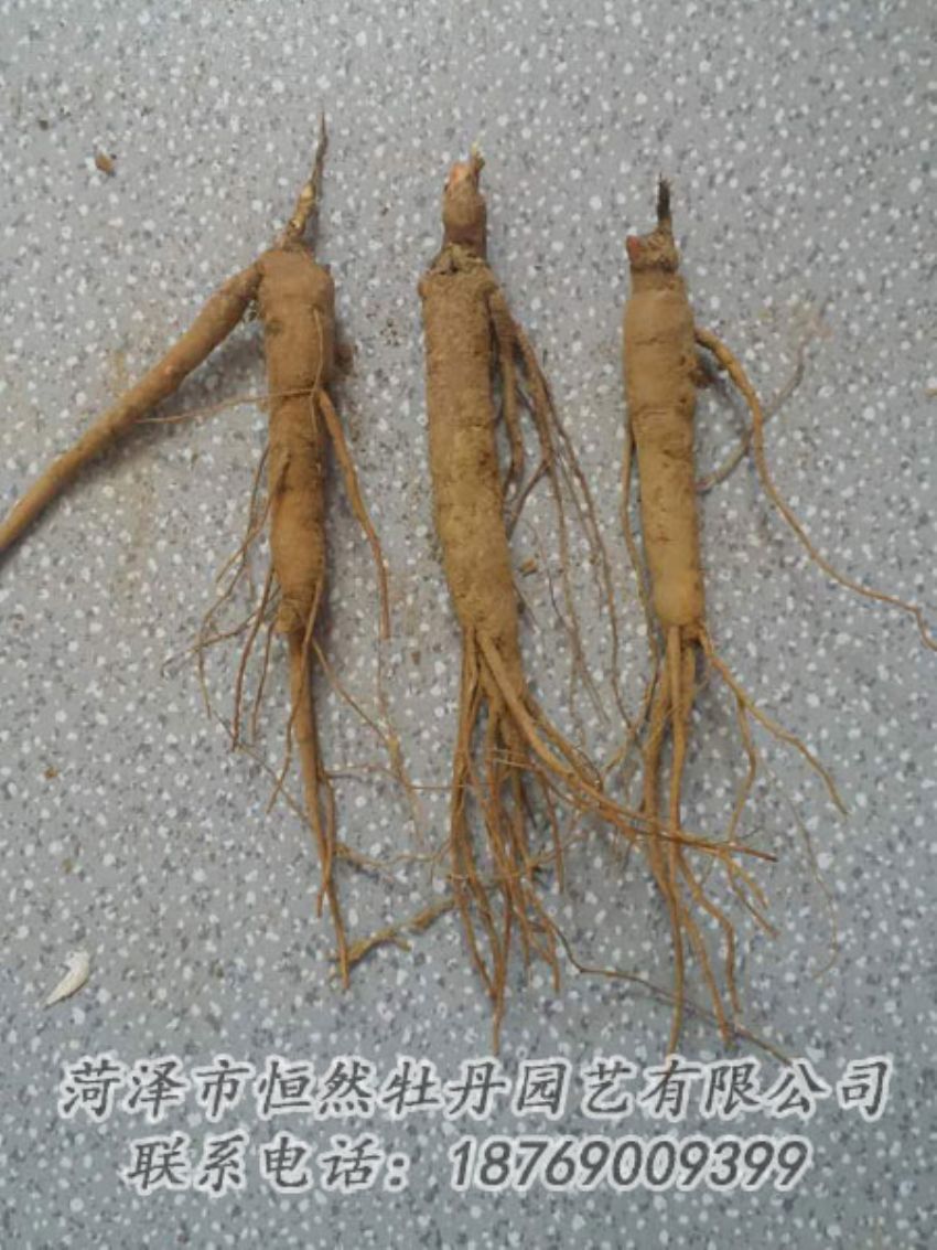 點(diǎn)擊查看詳細(xì)信息<br>標(biāo)題：芍藥苗 閱讀次數(shù)：2167