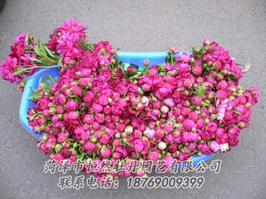 點擊查看詳細信息<br>標題：芍藥切花 閱讀次數：2007