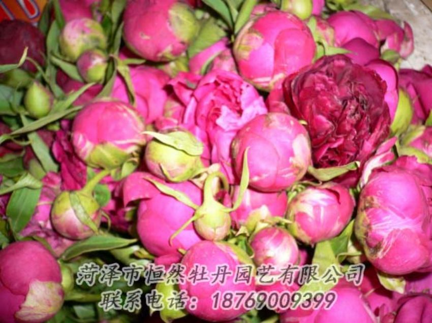 點擊查看詳細信息<br>標題：芍藥切花 閱讀次數：2019