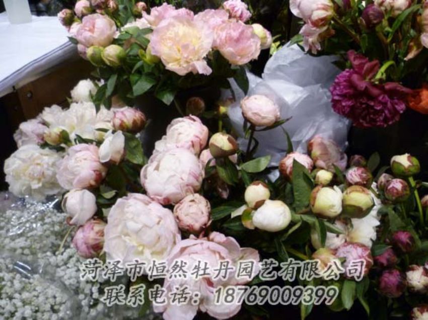 點(diǎn)擊查看詳細(xì)信息<br>標(biāo)題：芍藥切花 閱讀次數(shù)：2195