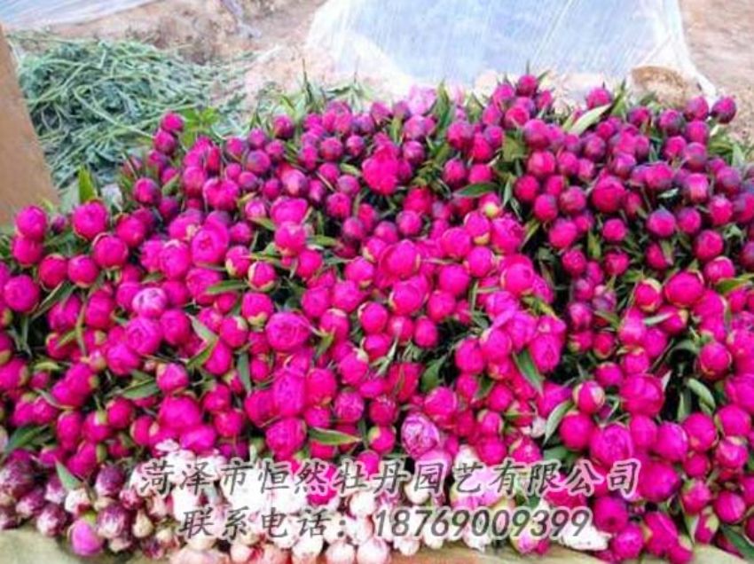 點(diǎn)擊查看詳細(xì)信息<br>標(biāo)題：芍藥切花 閱讀次數(shù)：2171