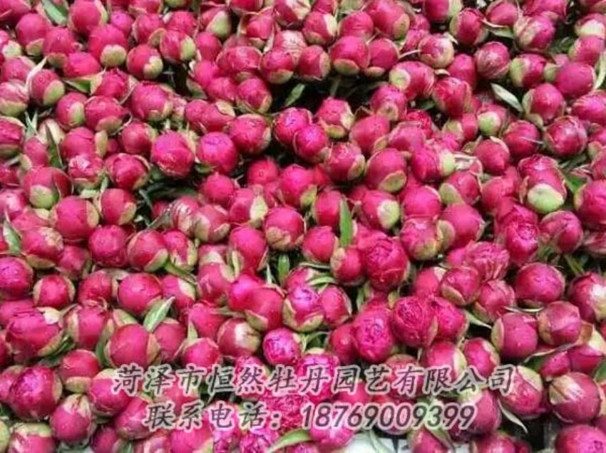 點(diǎn)擊查看詳細(xì)信息<br>標(biāo)題：芍藥切花 閱讀次數(shù)：2235