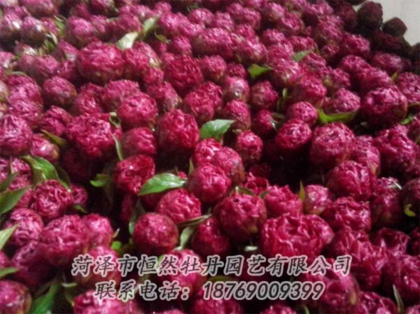 點(diǎn)擊查看詳細(xì)信息<br>標(biāo)題：芍藥切花 閱讀次數(shù)：2071