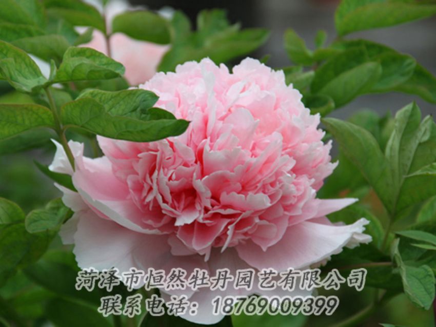 點(diǎn)擊查看詳細(xì)信息<br>標(biāo)題：粉色牡丹 閱讀次數(shù)：1969