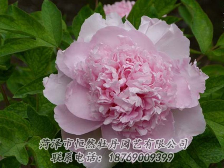 點(diǎn)擊查看詳細(xì)信息<br>標(biāo)題：粉色牡丹 閱讀次數(shù)：2084