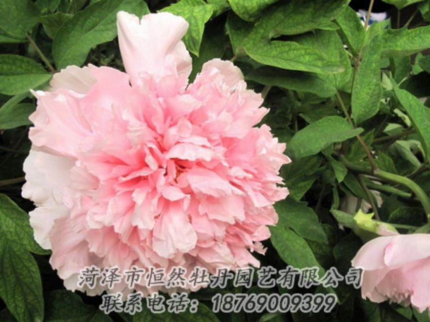 點(diǎn)擊查看詳細(xì)信息<br>標(biāo)題：粉色牡丹 閱讀次數(shù)：1919
