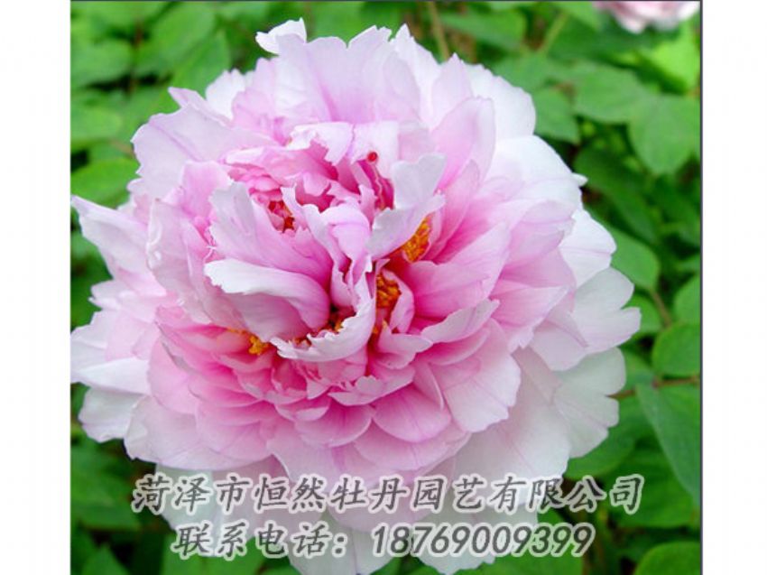 點(diǎn)擊查看詳細(xì)信息<br>標(biāo)題：粉色牡丹 閱讀次數(shù)：2045