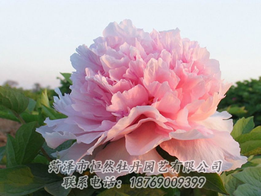 點(diǎn)擊查看詳細(xì)信息<br>標(biāo)題：粉色牡丹 閱讀次數(shù)：2131