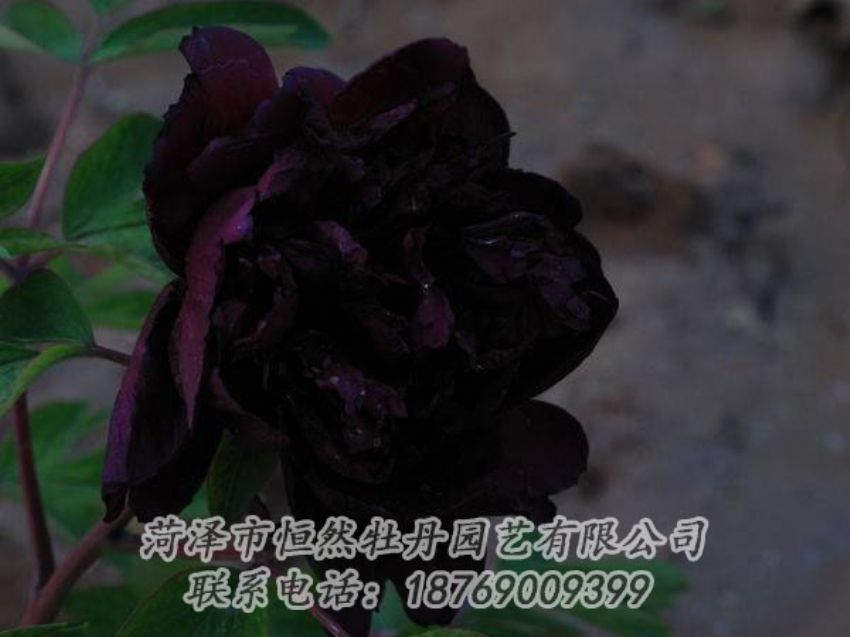 點(diǎn)擊查看詳細(xì)信息<br>標(biāo)題：黑色牡丹 閱讀次數(shù)：2053