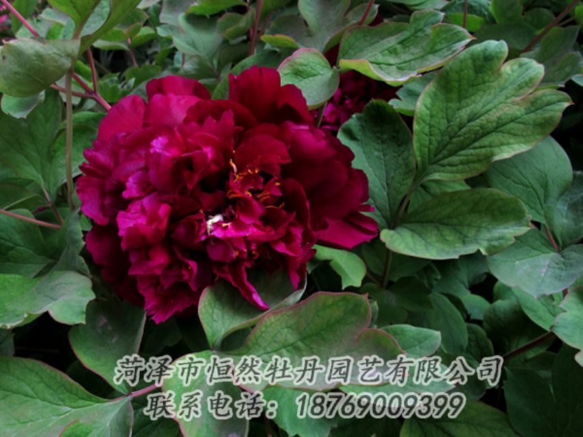 點(diǎn)擊查看詳細(xì)信息<br>標(biāo)題：黑色牡丹 閱讀次數(shù)：2082