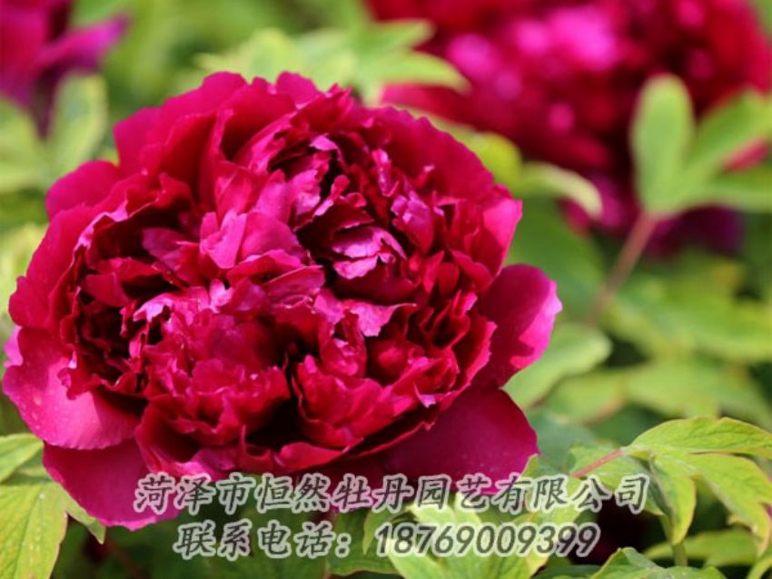 點(diǎn)擊查看詳細(xì)信息<br>標(biāo)題：黑色牡丹 閱讀次數(shù)：1992